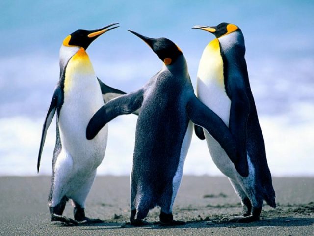 pingvini-640x480